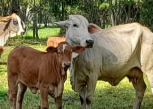 02P-12201 - Hacienda Trinidad