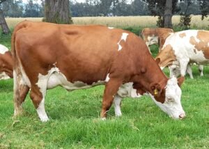TRD EVEREST 203 PETUNIA T.E