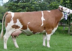 Capuchina - Hacienda Trinidad