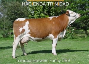 Trinidad Horwein Funny 082 - Hacienda Trinidad